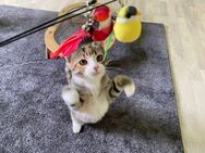 Liebevolle Katzenkinder BKH Mix zu verkaufen - Ohrdruf