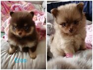 Kleine Pomeranianwelpen mit AT - Kettershausen