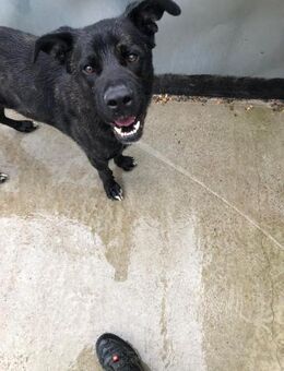 Karl sucht ein eigenes Körbchen - Celle