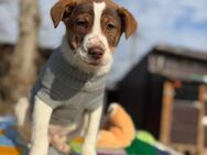 Linus soll nicht im Shelter aufwachsen - Blankenheim (Nordrhein-Westfalen)