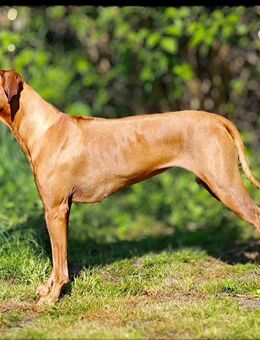 Rhodesian Ridgeback Welpen - Minden (Nordrhein-Westfalen)