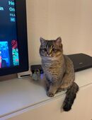 Bkh kitten Vier Monate alt in 41469