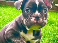 Französische Bulldogge choco - Kassel