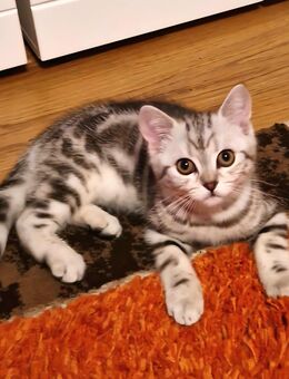 Bkh kitten Abgabebereit - Ludwigsburg