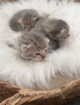 ♥️ Bkh Babykatze Britische Baby Katze ♥️ - Wesseling