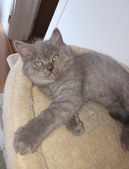 Britisch kurz haare kater - Gelsenkirchen