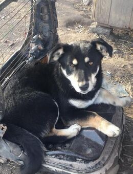 ROCKY sucht Zuhause oder Pflegestelle - Köln