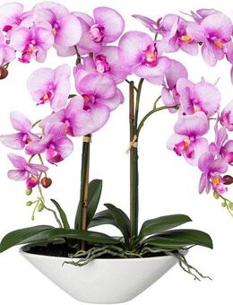Kunstorchidee Deko-Orchidee Phalaenopsis in Keramikschale Orchidee Phalenopsis, Creativ green, Höhe 53 cm