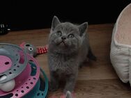 BKH Kater Blue - Heldrungen