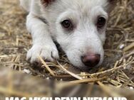 Süßer Kawaii sucht neue Familie! - Nürnberg
