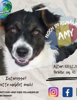 AMY I - würde auch Dich nie aufgeben! - Waakirchen