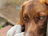 Buddy sucht noch ein zu Hause auf Lebenszeit - Weißwasser (Oberlausitz)