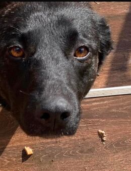 Die hübsche anke - Wassenberg