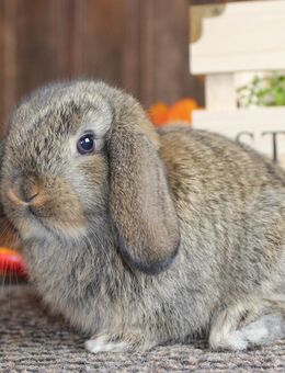 Kleine Zwergwidder Kaninchen Jungtiere Zwerghasen SOFORT - Büchlberg