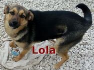 LOLA❤ EILIG! sucht: Zuhause/Pflegestelle - Langenhagen