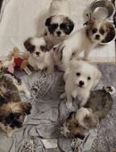 Mischlingswelpen klein bleibend in 42555