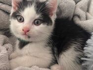 Wunderschöne BKH Kitten aus liebevoller Aufzucht abzugeben - Troisdorf Zentrum