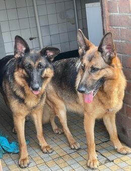 Norah und Novelle - Hemmoor