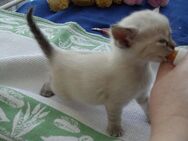 Suche zwei Katzenbabys - Berlin