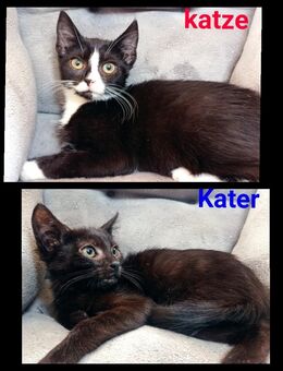 Katzenbabys,Maine coon - Hauskatze Schildpatt - Zarrentin (Schaalsee)