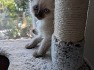 Heilige Birma kitten 3 Jungs - Eschweiler