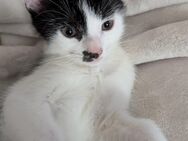 4 Katerchen, Kitten, Katzenbabys - Flensburg