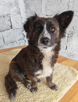 Nelly, kleine Hündin sucht Geborgenheit - Köln