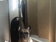Französische Bulldogge (Rocky) - Essen