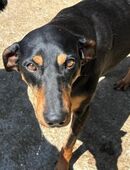 CORA - freundliche, hübsche Hündin! in 41352