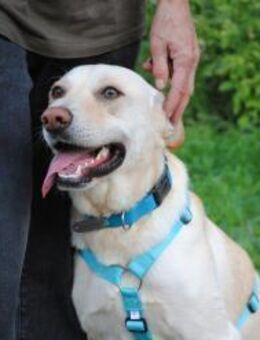 treue Seele namens Bert - Augsburg