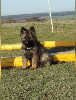 Deutsche Schäferhundwelpen Langstockhaar gerader Rücken m.P. - Tömmelsdorf