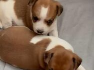 Jack Russel Welpen - Hüven