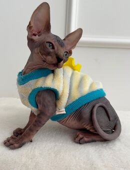 Canadian Sphynx mit Stammbaum - Ulm