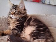 Norwegische waldkatzen kitten - Artern (Unstrut)