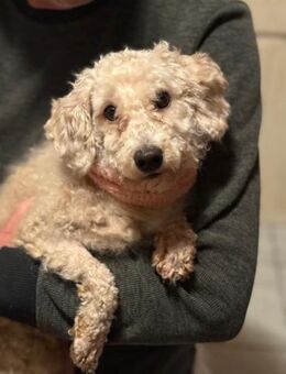 Ich heiße Leo .... - Frankfurt (Main)