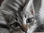 Kitten suchen ein zu Hause - Bad Essen