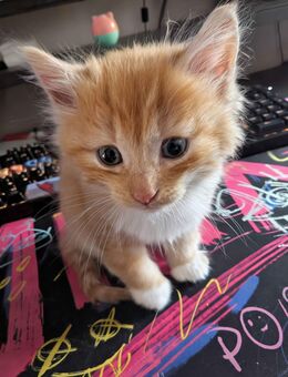 ✨ Zu vergeben: 3 zuckersüße Britisch-Longhair-Mix-Kätzchen ✨ - Drolshagen