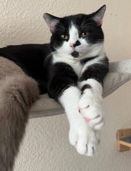 Bkh-Mix Kater sucht liebevolles Zuhause - Coburg Zentrum