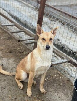 Junghund ATAIR sucht erfahrenes Zuhause - Neuberg