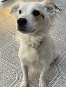 Bonny sucht ein tolles Zuhause in 93309