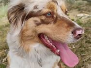 MINIATURE AUSTRALIAN / MINI AUSSIE WELPEN MIT AHNENTAFEL suchen DOSENÖFFNER! - Frankfurt (Main)
