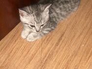 Katzen Baby - Aachen