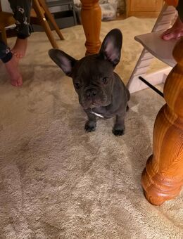 Französiche Bulldoggen Mädchen abzugeben - Düsseldorf