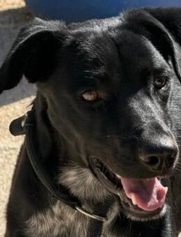 Ziri kommt mit Katzen zurecht - Donaueschingen