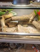 Terrarium aus Ausstellung 80x40x40 in 42289