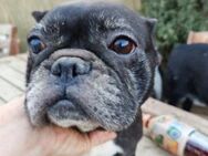 Elise, gutgelaunte Frenchie-Dame, 8J 081 - Vaterstetten