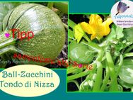 ♥ BIO Ball Zucchini,rund Samen Tondo Chiaro di Nizza, Tulpenstolz,Gemüse Garten,Seeds, runde Zucchini grün - Hamburg