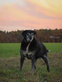Bruno - liebenswerter Senior ❤️ - Salzwedel (Hansestadt) Zentrum
