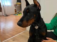 Dobermann Welpe 24 Wochen alt - Hagen (Stadt der FernUniversität) Dahl
