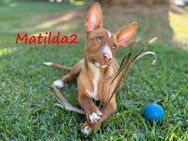 Matilda2 jung und verspielt 7/24 ESP - Ruppertsecken